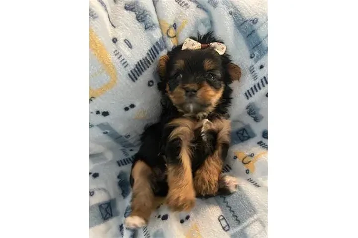$350 : Cachorros Yorkie image 3