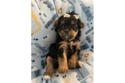 $350 : Cachorros Yorkie thumbnail