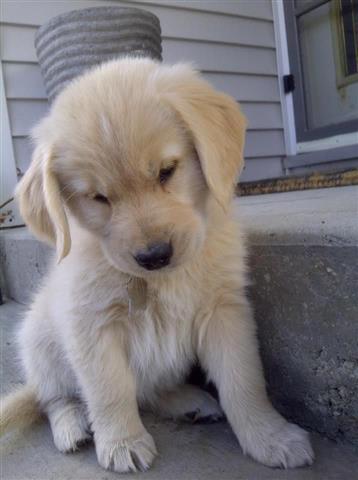 $480 : Labrador Healthy Puppies image 2