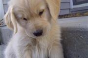 $480 : Labrador Healthy Puppies thumbnail