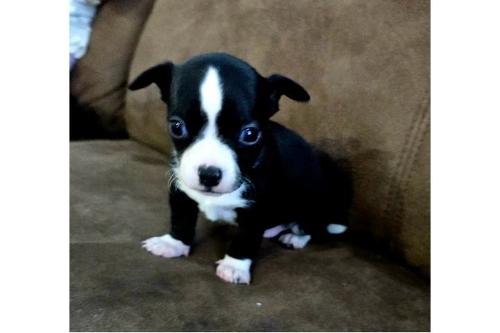 $1000 : Vendo Hermoso chihuahua negro image 1