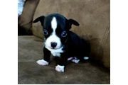 Vendo Hermoso chihuahua negro en Vineland