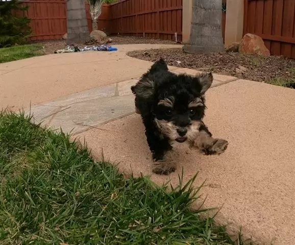 $500 : Lovely Yorkie puppies for sale image 2