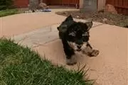 $500 : Lovely Yorkie puppies for sale thumbnail