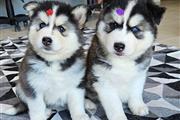 Lindos cachorros de husky disp en Los Angeles