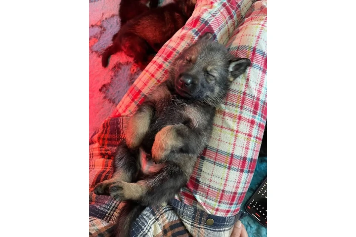 $350 : cachorros de pastor alemán image 2