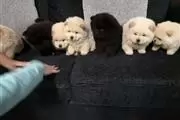 $400 : Amazing chow chow Pup thumbnail