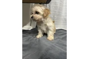 $500 : Maltipoo thumbnail