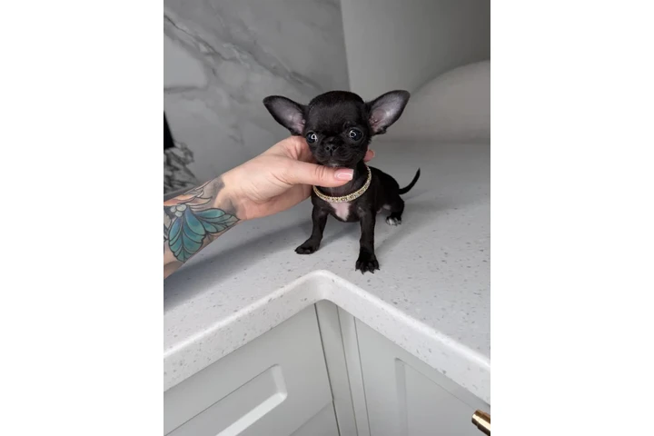 $250 : Teacup Chihuahua puppies image 4