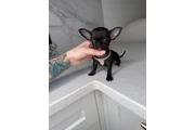 $250 : Teacup Chihuahua puppies thumbnail