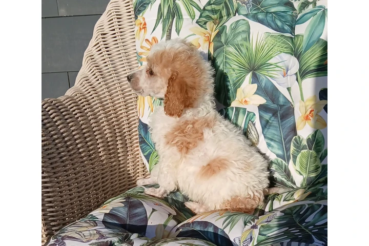 $750 : Standard poodle 🐩 image 2