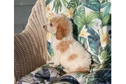 $750 : Standard poodle 🐩 thumbnail