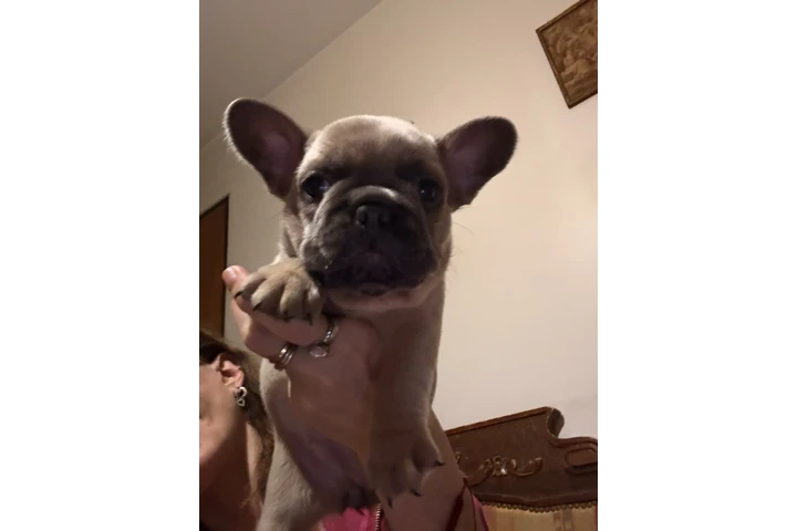 $899000 : Cachorros Bulldog Francés image 7