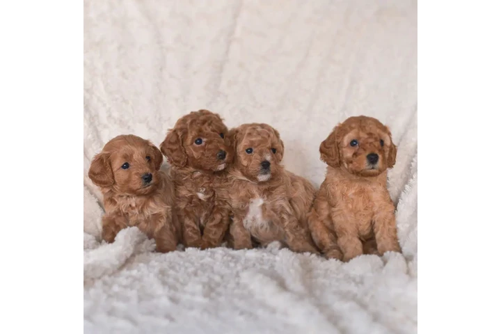 $350 : cachorros de taza de té image 1