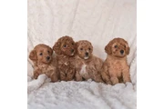 cachorros de taza de té en Atlanta