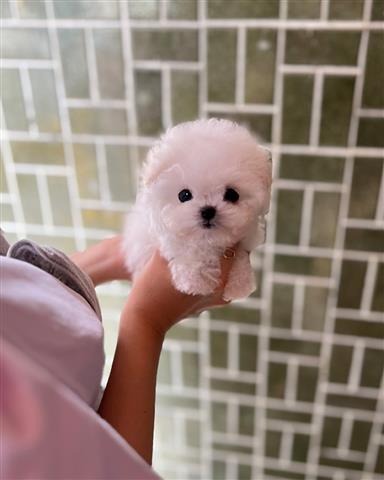 $350 : Bichon image 1