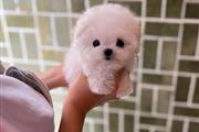 $350 : Bichon thumbnail