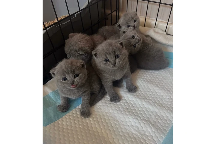 $240 : Gatitos Bengalíes en adopción image 1