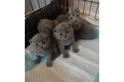 Gatitos Bengalíes en adopción en Jackson