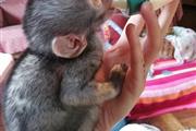 $350 : Monos ardilla lindos y encanta thumbnail