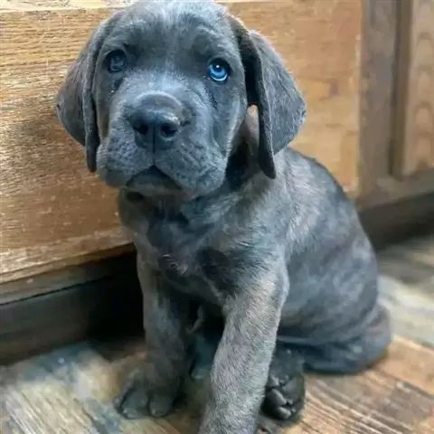 $1200 : ADORABLE CANE CORSO PERROS image 3