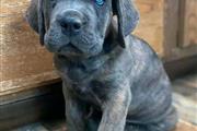 $1200 : ADORABLE CANE CORSO PERROS thumbnail