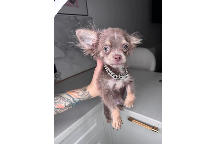 $250 : Teacup Chihuahua puppies image 9