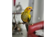 $600 : VENTA DE  SUN CONURE Y JAULA thumbnail