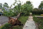 TranquiliTree Expert Tree Care thumbnail
