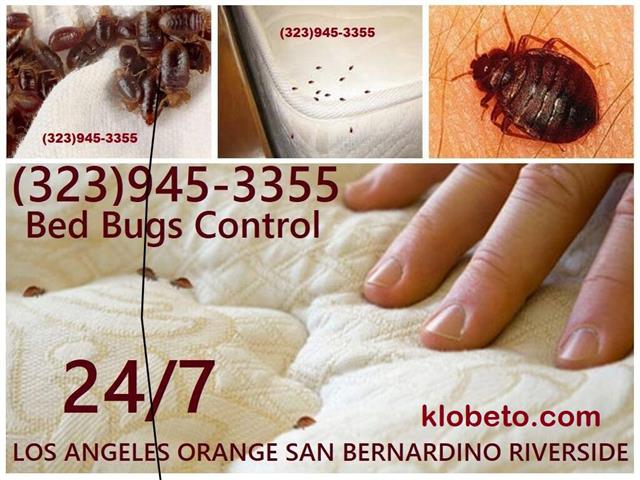 EAST L.A - PEST EXTERMINATION image 3