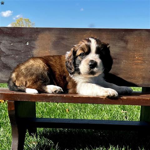 $210 : Adorable Saint Bernard Puppies image 4