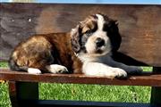 $210 : Adorable Saint Bernard Puppies thumbnail