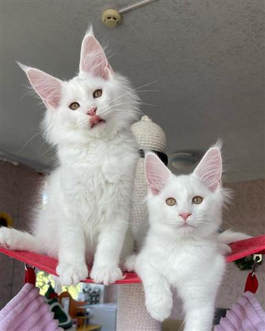 stunning pure breed Mainecoon image 2