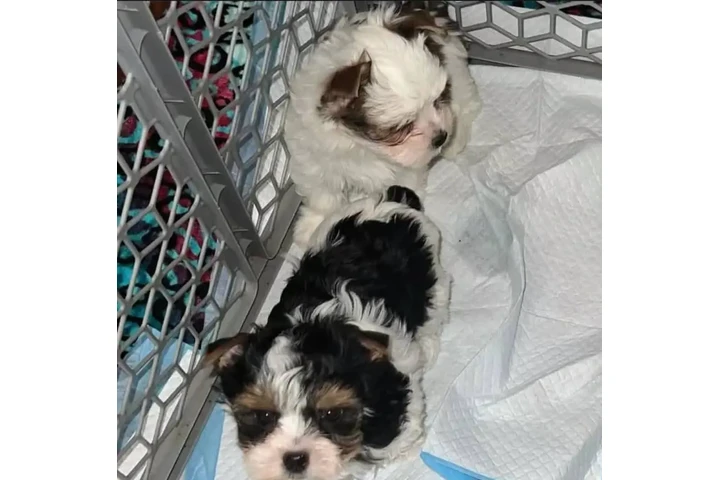 $600 : Hermoso y lindo T.E.A.C.-U.-P. image 5