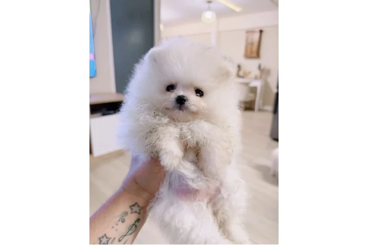 $350 : Pomerian image 3