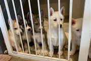 Siberian husky pups available en Omaha