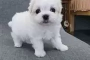 Dos cachorros malteses en Columbus