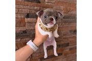 $350 : Cachorros Chihuahua thumbnail