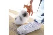 Pomerania en venta en Newark