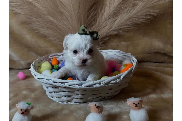 $300 : Malteses Teacup disponibles image 2