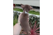 $700 : Chihuahua puppies thumbnail