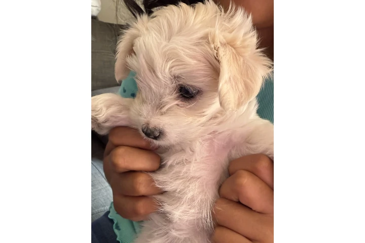 $500 : Maltipoo image 5