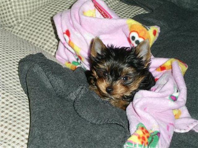 $500 : t cup yorkies pup+13157912128 image 1