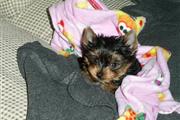 t cup yorkies pup+13157912128