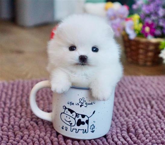 $410 : Quality teacup Pomeranian image 2