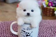 $410 : Quality teacup Pomeranian thumbnail