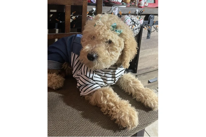 $450 : Standar Golden doodle puppies image 2
