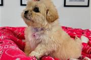 $350 : Cachorrita Cockapoo thumbnail