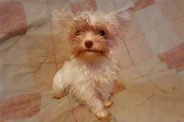 yorkie puppy for sell en Fallsburg