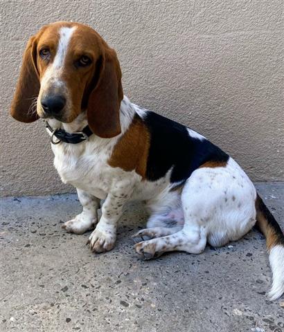 $250 : Bassett Hound image 2